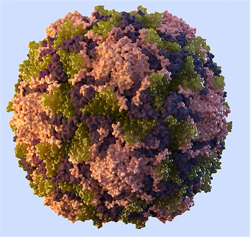 poliovirus image